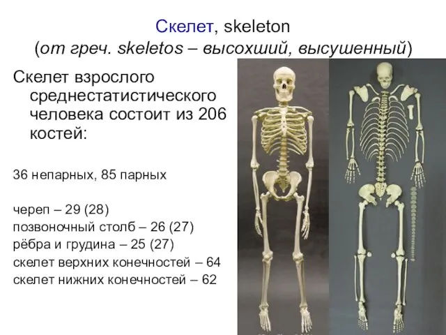 Скелет, skeleton (от греч. skeletos – высохший, высушенный) Скелет взрослого среднестатистического человека
