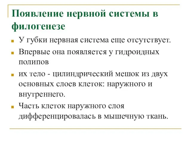 Появление нервной системы в филогенезе У губки нервная система еще отсутствует. Впервые