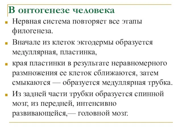 В онтогенезе человека Нервная система повторяет все этапы филогенеза. Вначале из клеток