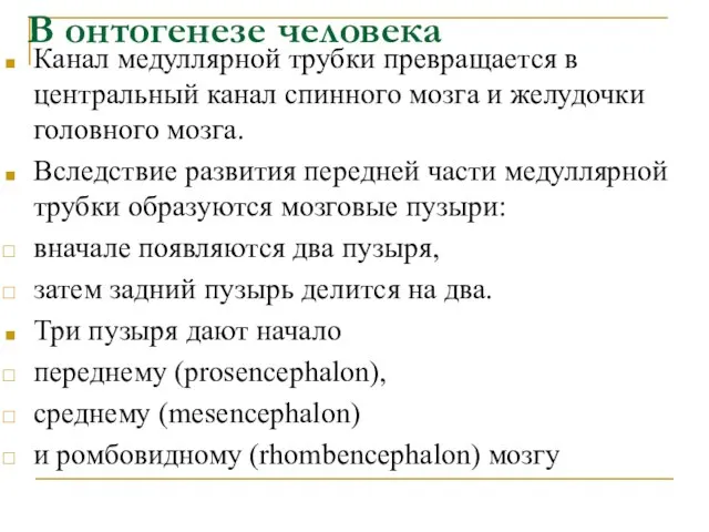 В онтогенезе человека Канал медуллярной трубки превращается в центральный канал спинного мозга