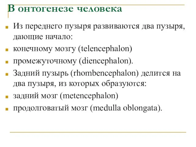 В онтогенезе человека Из переднего пузыря развиваются два пузыря, дающие начало: конечному