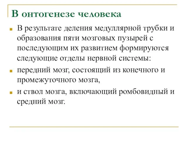 В онтогенезе человека В результате деления медуллярной трубки и образования пяти мозговых