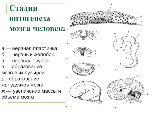 Стадии онтогенеза мозга человека а — нервная пластинка б — нервный желобок