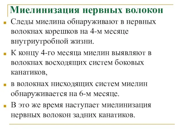 Миелинизация нервных волокон Следы миелина обнаруживают в нервных волокнах корешков на 4-м