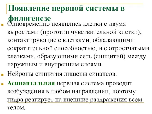 Появление нервной системы в филогенезе Одновременно появились клетки с двумя выростами (прототип