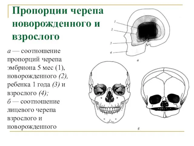 Пропорции черепа новорожденного и взрослого а — соотношение пропорций черепа эмбриона 5
