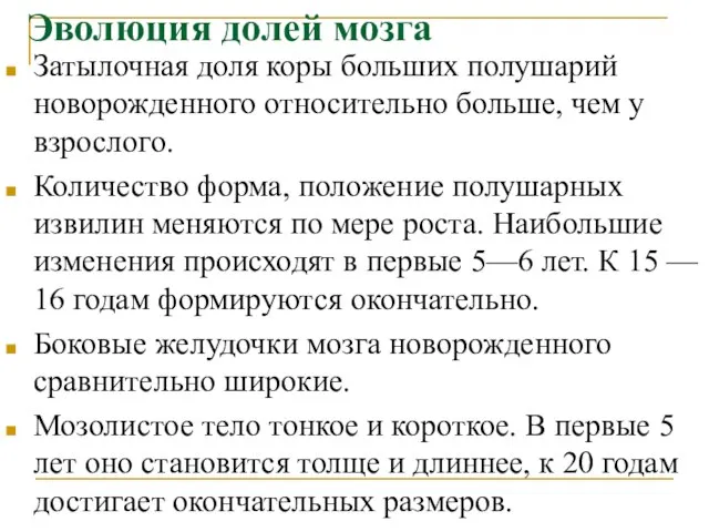 Эволюция долей мозга Затылочная доля коры больших полушарий новорожденного относительно больше, чем