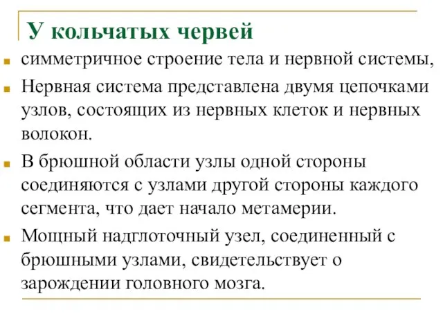 У кольчатых червей симметричное строение тела и нервной системы, Нервная система представлена