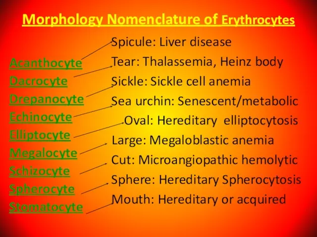 Morphology Nomenclature of Erythrocytes Acanthocyte Dacrocyte Drepanocyte Echinocyte Elliptocyte Megalocyte Schizocyte Spherocyte