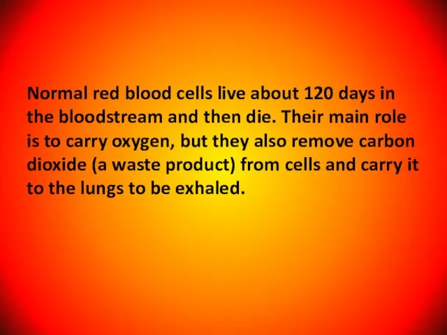 Normal red blood cells live about 120 days in the bloodstream and