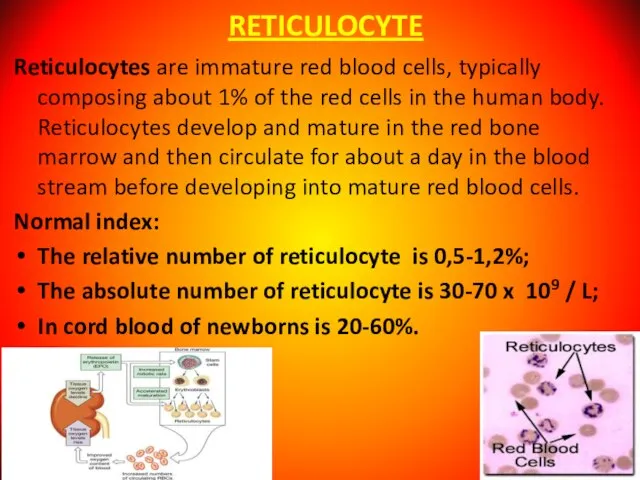 RETICULOCYTE Reticulocytes are immature red blood cells, typically composing about 1% of