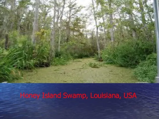 Honey Island Swamp, Louisiana, USA
