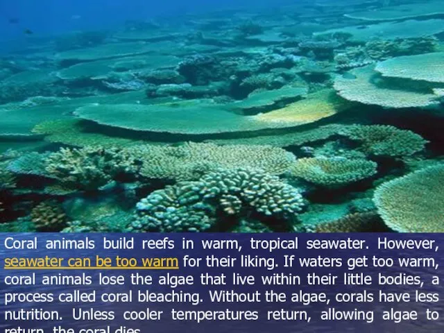 Coral animals build reefs in warm, tropical seawater. However, seawater can be