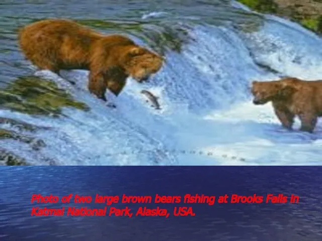 Photo of two large brown bears fishing at Brooks Falls in Katmai National Park, Alaska, USA.