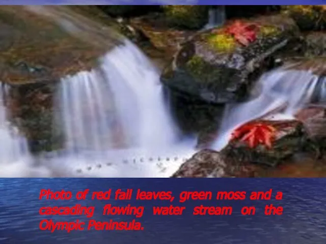 Photo of red fall leaves, green moss and a cascading flowing water