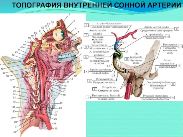 ТОПОГРАФИЯ ВНУТРЕННЕЙ СОННОЙ АРТЕРИИ