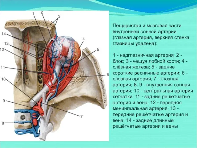 Пещеристая и мозговая части внутренней сонной артерии (глазная артерия, верхняя стенка глазницы