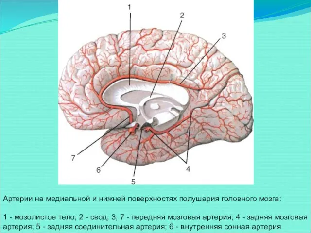 Артерии на медиальной и нижней поверхностях полушария головного мозга: 1 - мозолистое