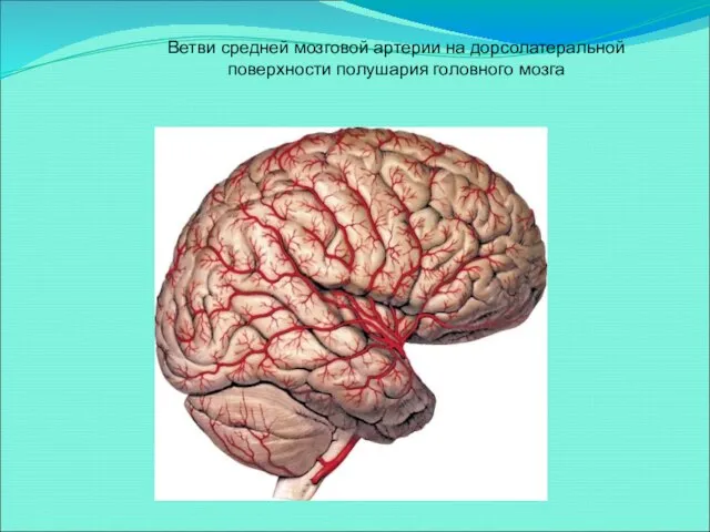 Ветви средней мозговой артерии на дорсолатеральной поверхности полушария головного мозга