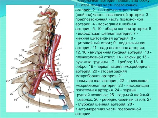 Позвоночная артерия правая, вид сбоку: 1 - атлантовая часть позвоночной артерии; 2