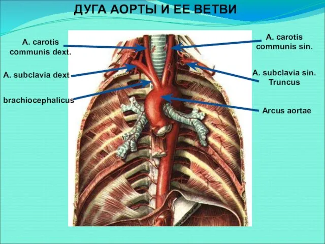 ДУГА АОРТЫ И ЕЕ ВЕТВИ A. carotis communis dext. A. carotis communis