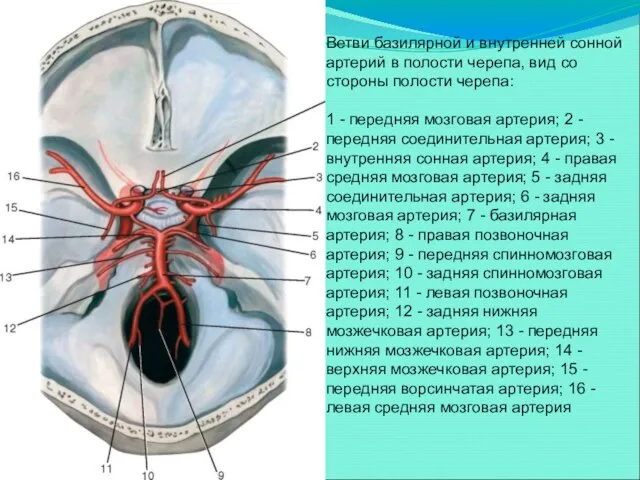 Ветви базилярной и внутренней сонной артерий в полости черепа, вид со стороны