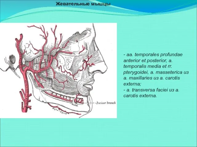 Жевательные мышцы - aa. temporales profundae anterior et posterior, a. temporalis media