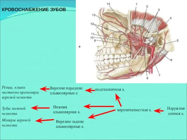 Резцы, клыки частично премоляры верхней челюсти Наружная сонная а. верхнечелюстная а. подглазничная