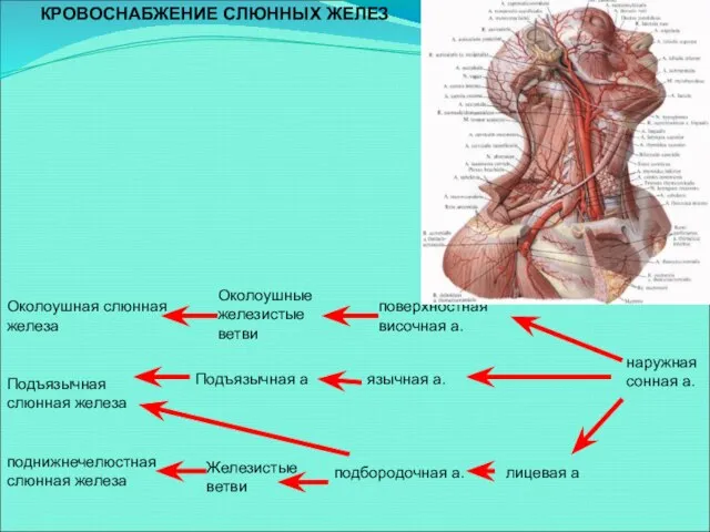 КРОВОСНАБЖЕНИЕ СЛЮННЫХ ЖЕЛЕЗ Околоушная слюнная железа Околоушные железистые ветви поверхностная височная а.