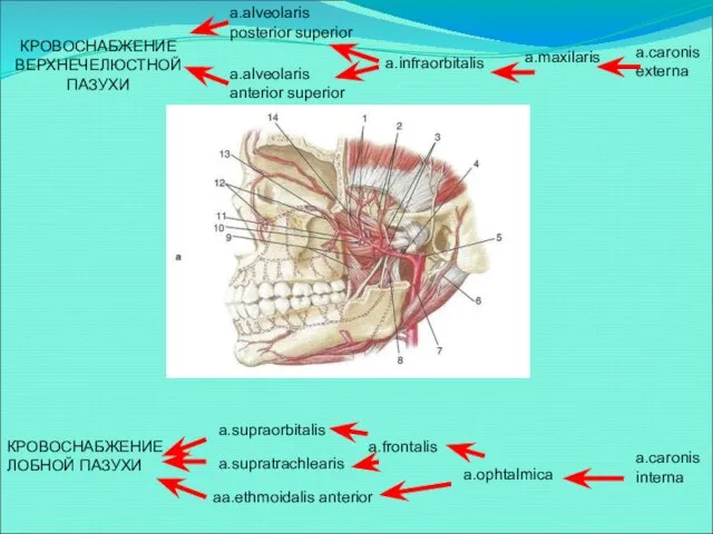 КРОВОСНАБЖЕНИЕ ВЕРХНЕЧЕЛЮСТНОЙ ПАЗУХИ a.alveolaris posterior superior a.alveolaris anterior superior a.infraorbitalis a.maxilaris a.caronis