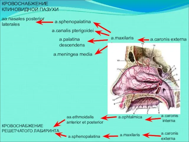 КРОВОСНАБЖЕНИЕ КЛИНОВИДНОЙ ПАЗУХИ aa.nasales posterior laterales a.sphenopalatina a.maxilaris a.caronis externa a.canalis pterigoidei