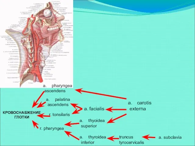 КРОВОСНАБЖЕНИЕ ГЛОТКИ pharyngea ascendens palatina ascendens r. tonsilaris a. facialis carotis externa