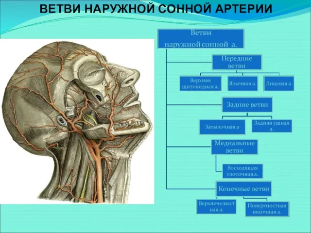 ВЕТВИ НАРУЖНОЙ СОННОЙ АРТЕРИИ