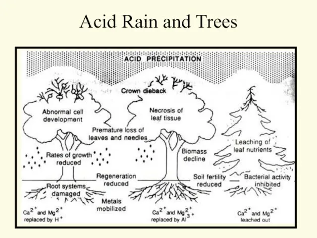 Acid Rain and Trees