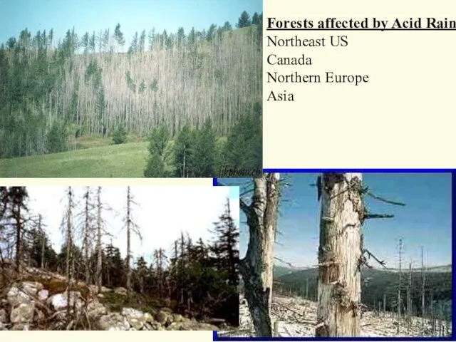 Forests affected by Acid Rain Northeast US Canada Northern Europe Asia