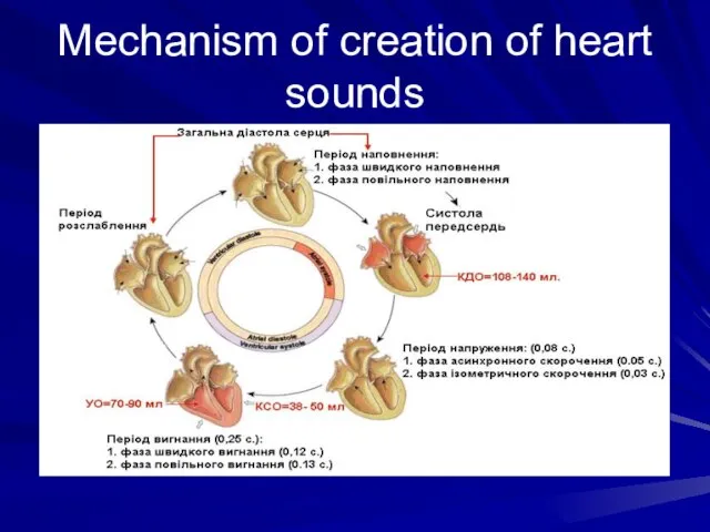 Mechanism of creation of heart sounds