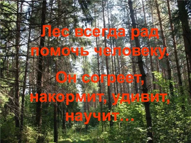 Лес всегда рад помочь человеку. Он согреет, накормит, удивит, научит…