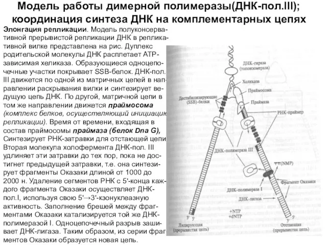 Модель работы димерной полимеразы(ДНК-пол.III); координация синтеза ДНК на комплементарных цепях Элонгация репликации.