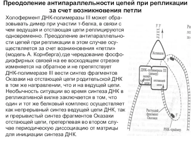 Преодоление антипараллельности цепей при репликации за счет возникновения петли Холофермент ДНК-полимеразы III