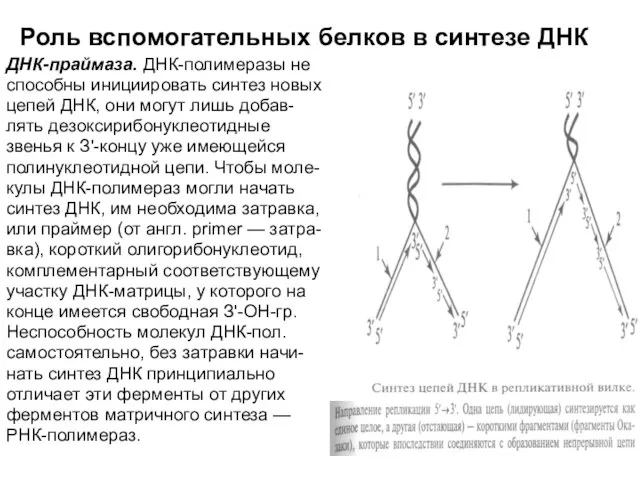 Роль вспомогательных белков в синтезе ДНК ДНК-праймаза. ДНК-полимеразы не способны инициировать синтез