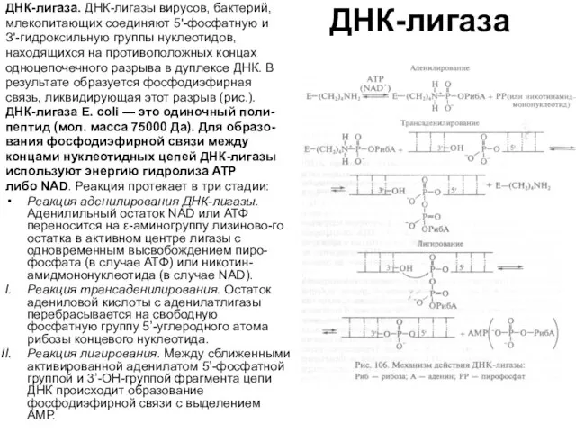 ДНК-лигаза ДНК-лигаза. ДНК-лигазы вирусов, бактерий, млекопитающих соединяют 5'-фосфатную и З'-гидроксильную группы нуклеотидов,