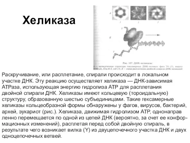 Хеликаза Раскручивание, или расплетание, спирали происходит в локальном участке ДНК. Эту реакцию