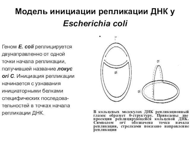 Модель инициации репликации ДНК у Escherichia coli Геном Е. coli реплицируется двунаправленно