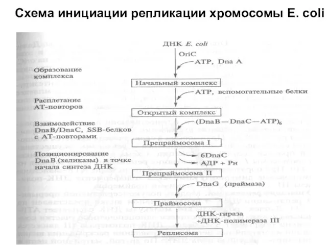 Схема инициации репликации хромосомы E. coli