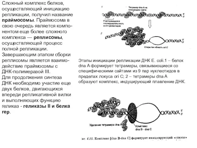 Этапы инициации репликации ДНК E. coli.1 – белок dna A формирует тетрамеры,
