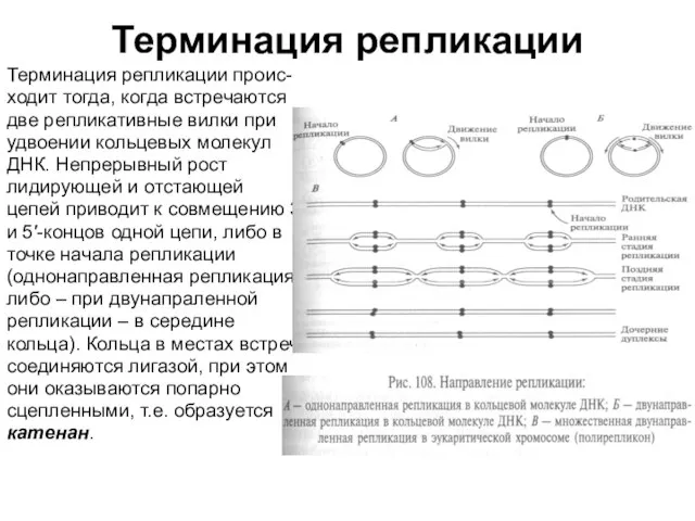 Терминация репликации Терминация репликации проис- ходит тогда, когда встречаются две репликативные вилки