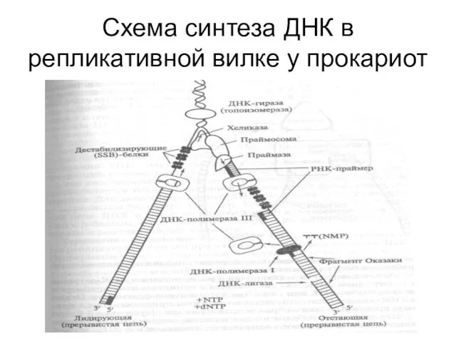 Схема синтеза ДНК в репликативной вилке у прокариот