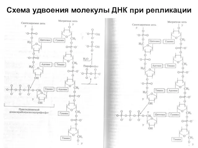 Схема удвоения молекулы ДНК при репликации