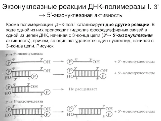 Экзонуклеазные реакции ДНК-полимеразы I. 3’→ 5’-экзонуклеазная активность Кроме полимеризации ДНК-пол.I катализирует две