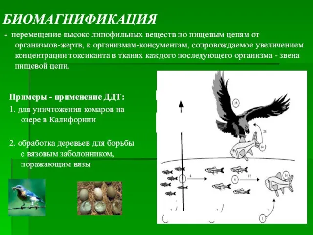 Примеры - применение ДДТ: 1. для уничтожения комаров на озере в Калифорнии